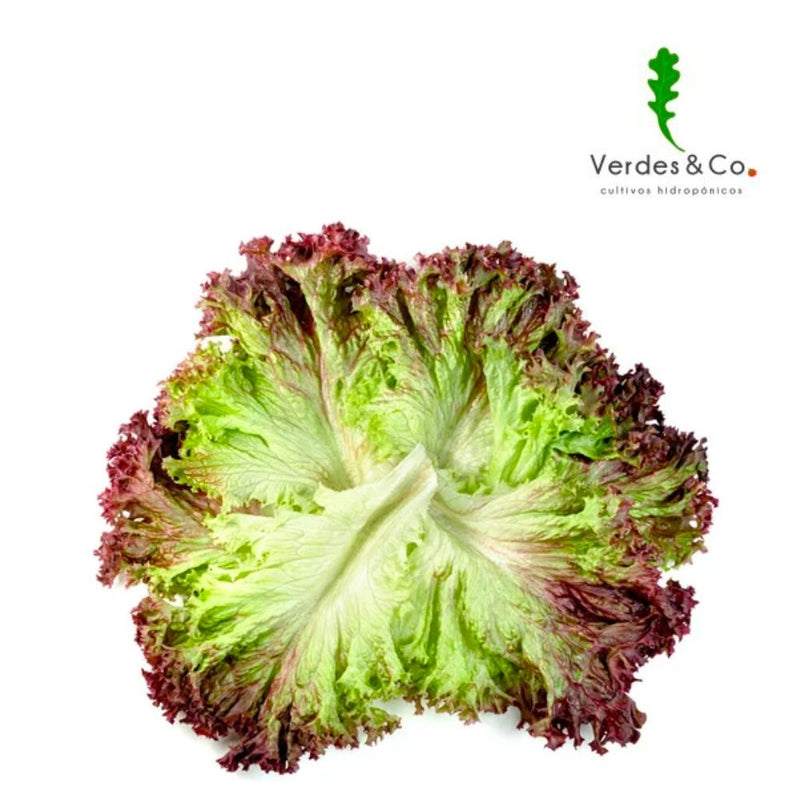 LECHUGA CORAL ROJA HIDROPONICA 200 GR