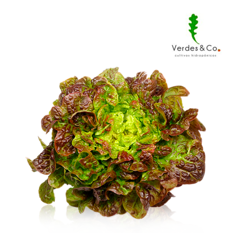 LECHUGA HOJA DE ROBLE HIDROPONICA 200 GR